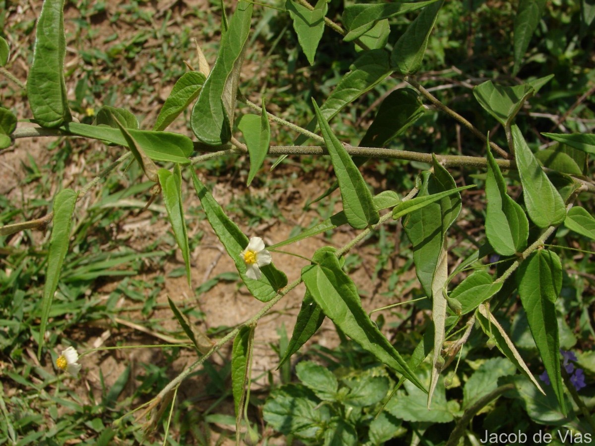 Walsura trifoliolata
